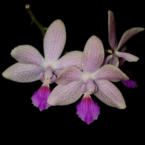 Phalaenopsis Janine (speciosa x lindenii)