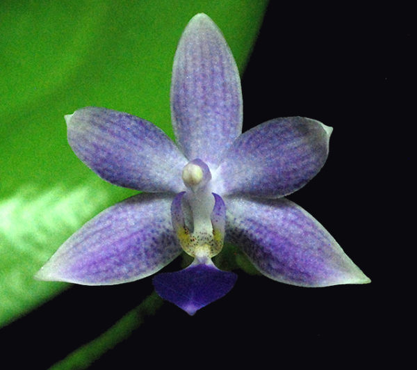 Phalaenopsis Jiaho Blueberry (Phal. Samera f. coerulea x Phal. equestris f. coerulea)