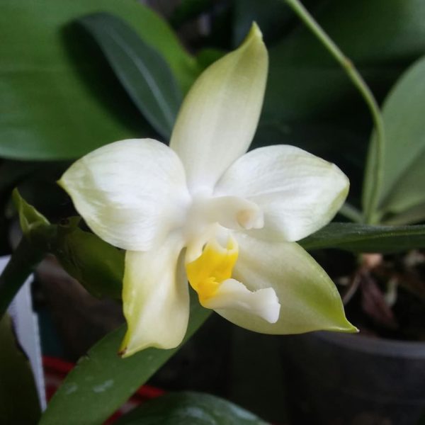 Phalaenopsis Penang Violacea Alba
