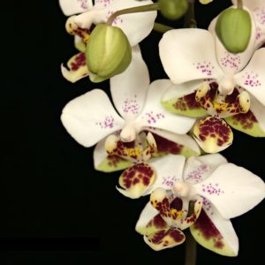 Phalaenopsis stuartiana var. punctatissima