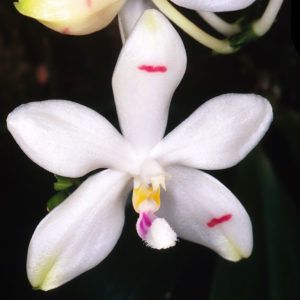 Phalaenopsis tetraspis var. tetraspis