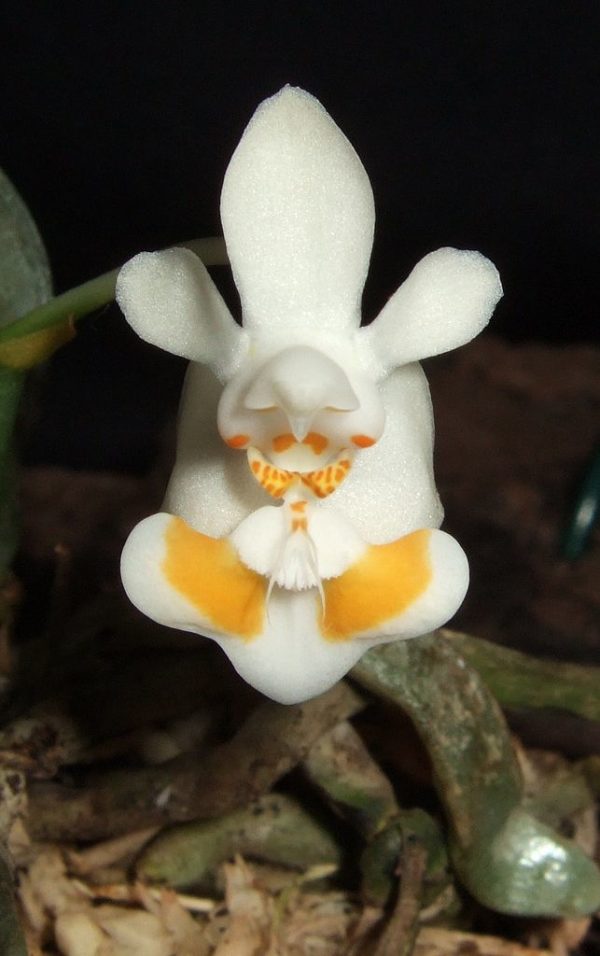 Phalaenopsis thailandica yellow