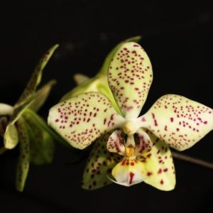 Phalaenopsis virides x stuartiana var. punctatissima