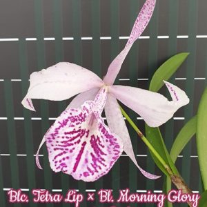 Blc. Tetra Lip × Bl. Morning Glory 