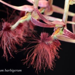 Bulbophyllum barbigerum 