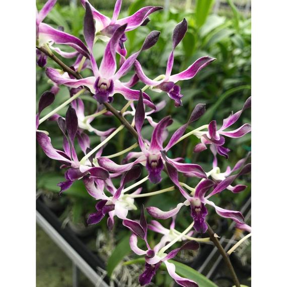 Dendrobium Betty Goto f. coerulea (Den. Brisbane x Den. Blanche Aisaka)