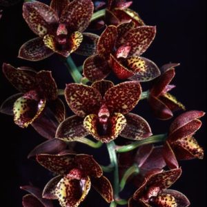 Fredclarkeara After Dark 'Sunset Valley Orchids' FCC/AOS 