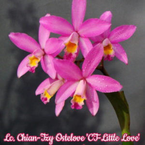 Lc. Chian-Tzy Ostelove 'CT-Little Love' 