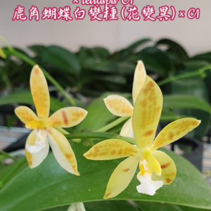 Phalaenopsis cornu-cervi var. alba (peloric) × tetraspis 'C1' 