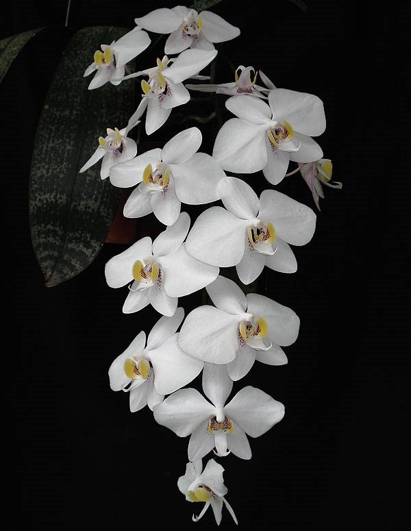 Phalaenopsis philippinensis