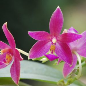 Phalaenopsis violacea indigo x Phal. cornu-cervi v. chattaladae