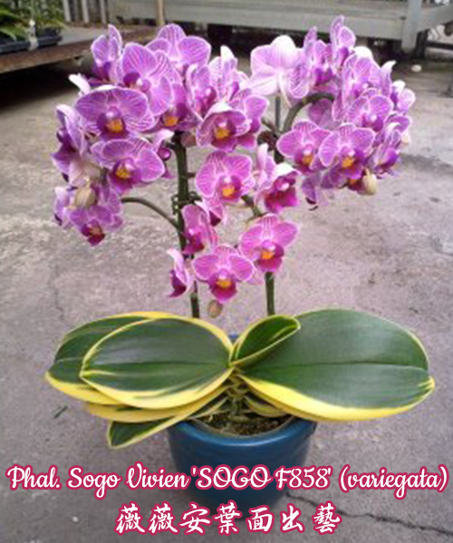 Phalaenopsis Sogo Vivien 'SOGO F858' (variegata) 