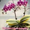 Phalaenopsis Chia E Yenlin (variegata) 