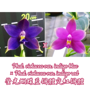 Phalaenopsis violacea var. indigo blue × violacea var. indigo red 