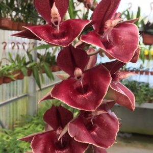 Catasetum Orchidglade (pileatum X expansum)