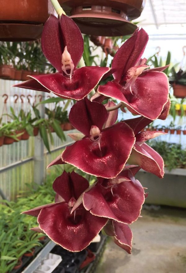 Catasetum Orchidglade (pileatum X expansum)