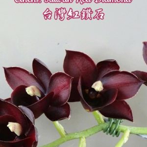 Cycnoches Taiwan Gold Orange × Catasetum Orchidglade (Ctnchs. Taiwan Red Diamond)