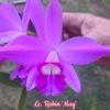 Cattleya Rubin 'May' (sincorana x purpurata)