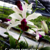 Myrmecocattleya HKN Yen's Devotion (Myrmecophila thomsoniana × Cattleya violacea)