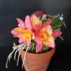 Cattleya (cernua × Pink Flash) 'Mini Sun'