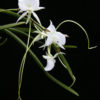Angraecum Longiscott (Angcm. longicalcar x Angcm. Scottianum)
