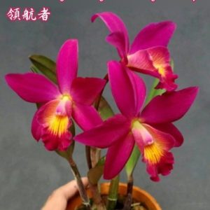 Cattleya Chain-Tzy Guiding 'Chain-Tzy Red Top'