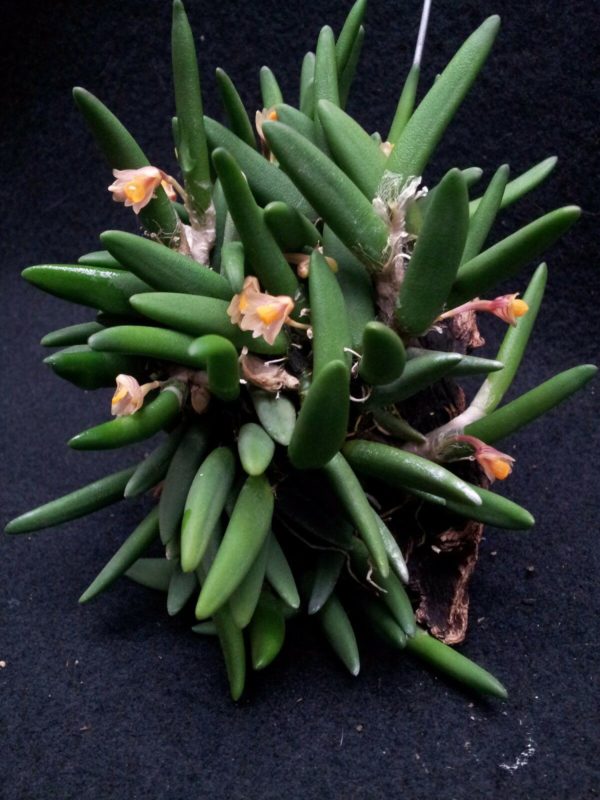 Dendrobium prenticei