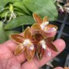 Phalaenopsis Corning-Ambo (corningiana x amboinensis)