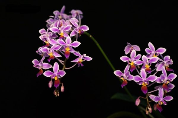 Phalaenopsis equetris