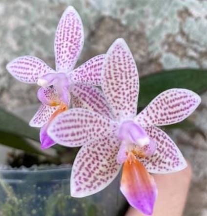 Phalaenopsis lindenii x maculata