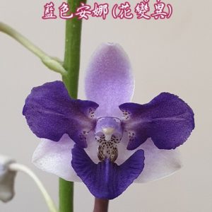 Phalaenopsis Memoria Val Rettig (peloric)