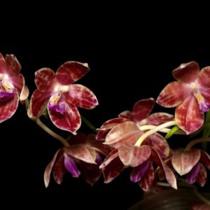 Phalaenopsis Or Singer (javanica x tetraspis speciosa)