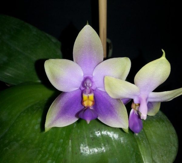 Phalaenopsis Samera var. blue
