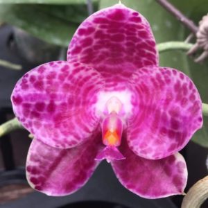 Phalaenopsis Shingher Pure Love x gigantea