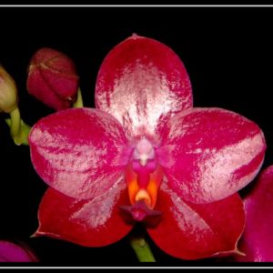 Phalaenopsis Sogo Grape