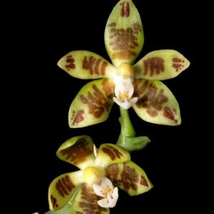 Phalaenopsis viridis