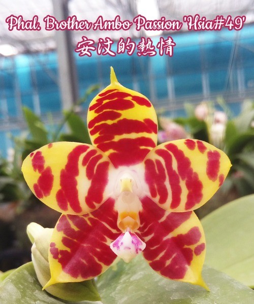 Phalaenopsis Brother Ambo Passion 'Hsia#49'