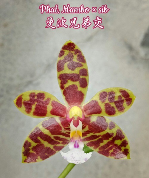 Phalaenopsis Mambo (Phal. amboinensis x mannii)