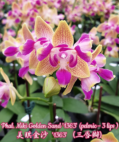 Phalaenopsis Miki Golden Sand '1363' (peloric - 3 lips)