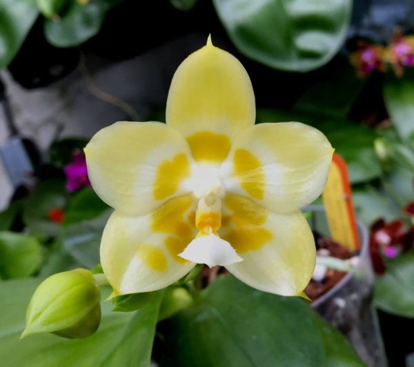 Phalaenopsis Yaphon Gelacea 'Peter 3' Mainshow