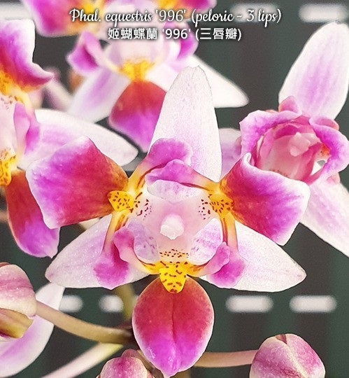 Phalaenopsis equestris '996' (peloric - 3 lips)