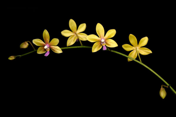 Phalaenopsis stobartiana x speciosa