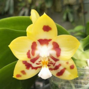Phalaenopsis Chienlung Sweetheart 'Mainshow'