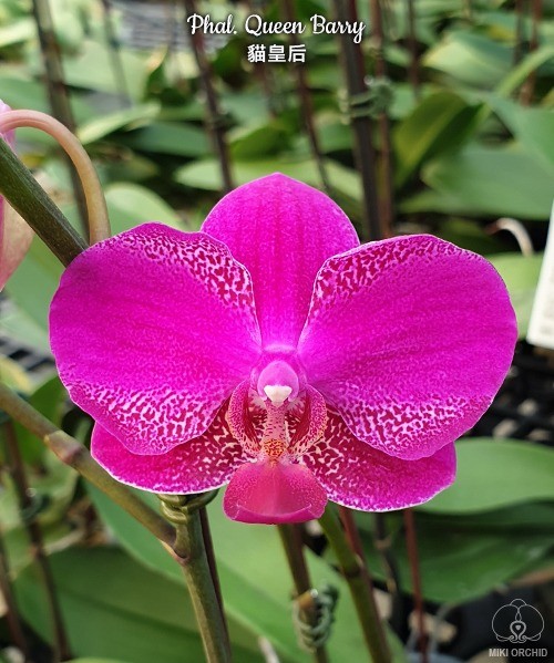 Phalaenopsis Queen Barry