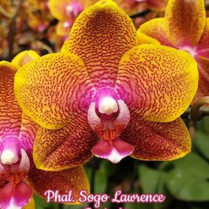 Phalaenopsis Sogo Lawrence