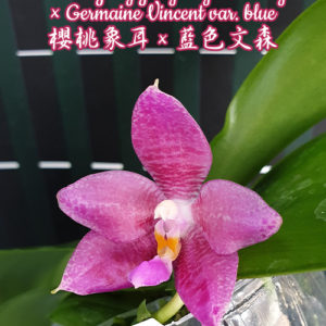 Phalaenopsis YangYang Gigan Cherry × Germaine Vincent var. blue