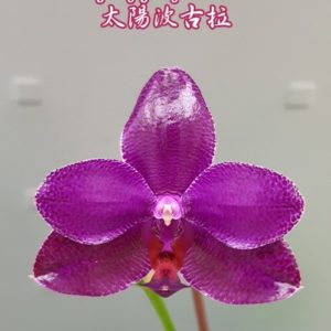 Phalaenopsis YangYang Sun Pulchra (Phal. Mituo Sun x pulchra)