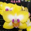 Phalaenopsis Yen Shuai Sweet Girl 'Shiny Girl'