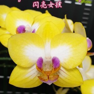 Phalaenopsis Yen Shuai Sweet Girl 'Shiny Girl'