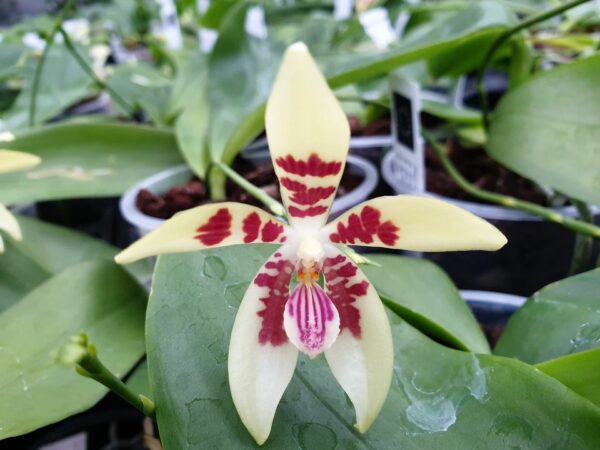 Phalaenopsis speciosa Solid Red x cochlearis